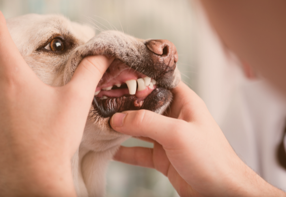 Centro veterinario Los Alpes post blog higiene bucal mascota