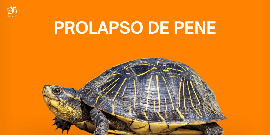 Centro veterinario Los Alpes post blog prolapso de pene tortugas