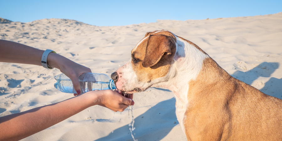 Centro veterinario Los Alpes post blog golpe de calor en mascotas