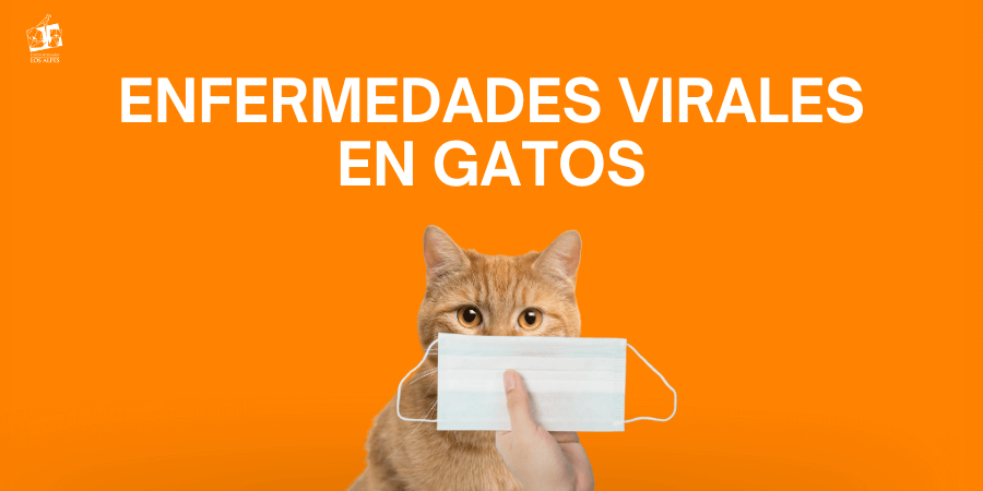 Centro veterinario Los Alpes post blog enfermedades virales en gatos