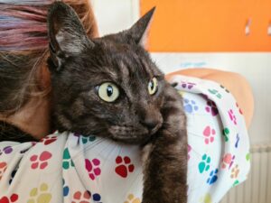 CENTRO VETERINARIO LOS ALPES - Pacientes