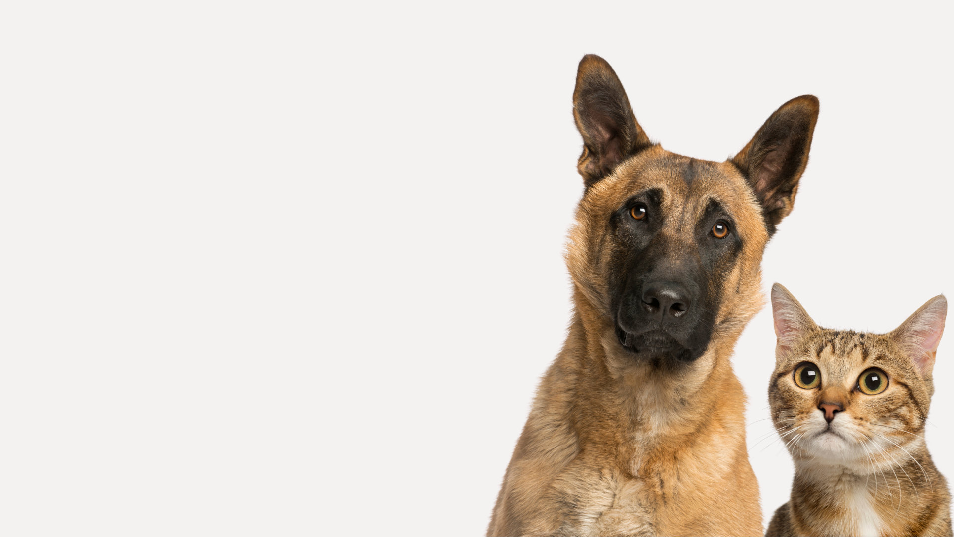 CENTRO VETERINARIO <br/> LOS ALPES