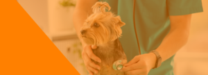 Centro Veterinario Los Alpes Equipo Veterinario