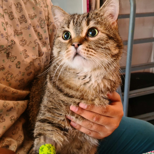 Centro veterinario Los Alpes pacientes