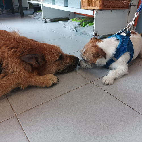 Centro veterinario Los Alpes pacientes