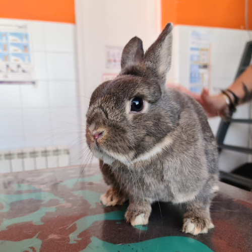 Centro veterinario Los Alpes pacientes