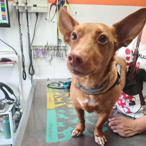 Centro veterinario Los Alpes pacientes