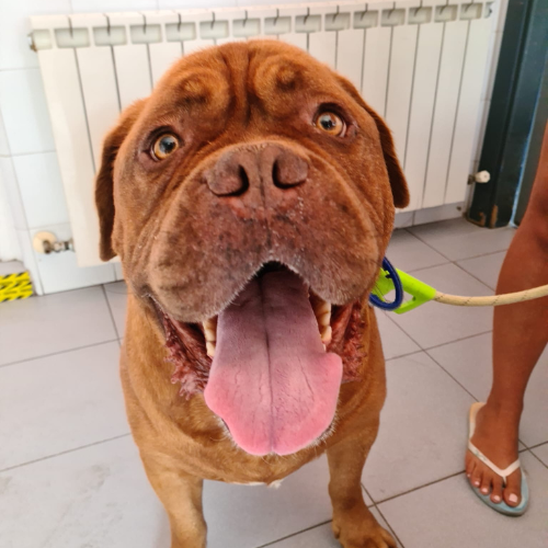 Centro veterinario Los Alpes pacientes