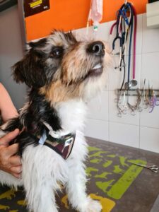 Dado paciente Centro Veterinario Los Alpes