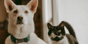 Imagen perro y gato Centro Veterinario Los Alpes