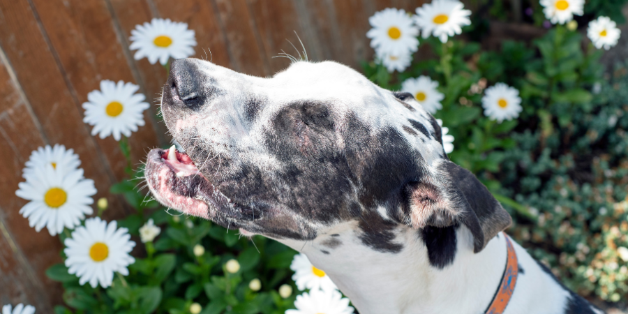 Imagen post blog alergia en perros veterinaria Los Alpes