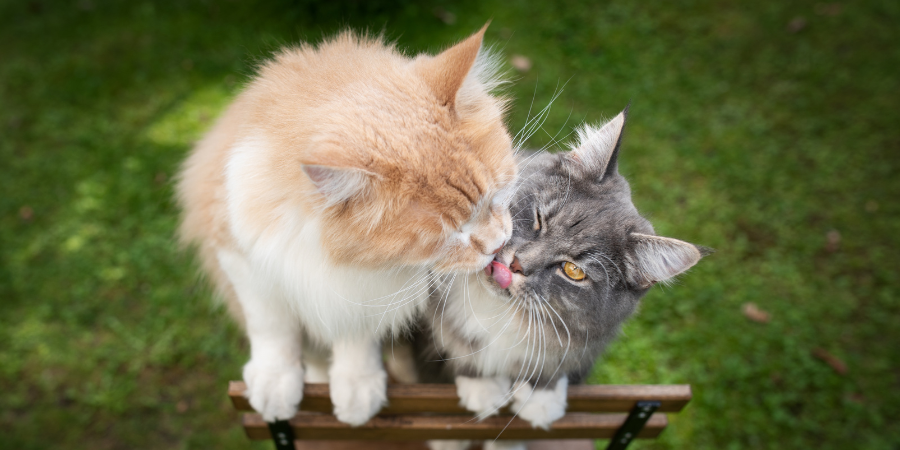 El celo en gatas post veterinaria Los Alpes