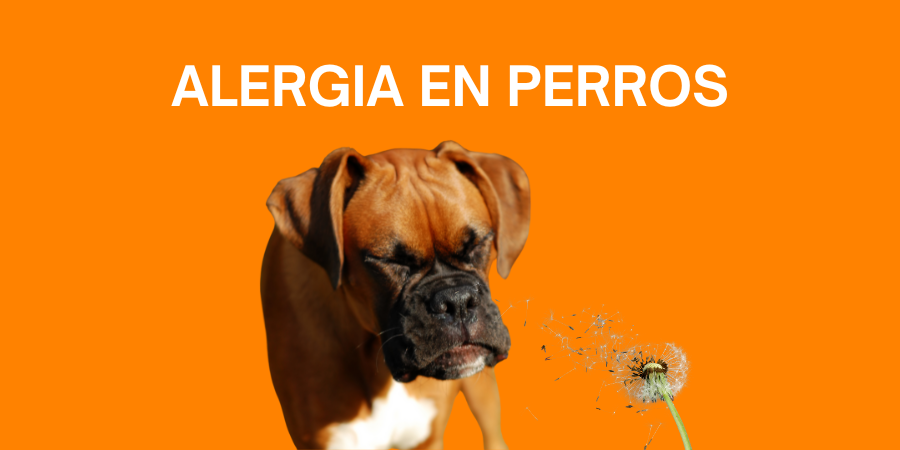 Post blog alergias en perros centro veterinario Los Alpes