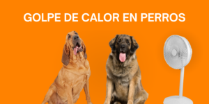 Portada Post blog Los Alpes golpes de calor en perros