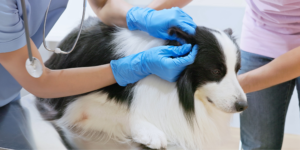 imagen otohematoma en perros