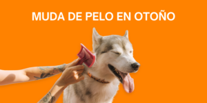 Portada Post blog Los Alpes muda de pelo en otoño