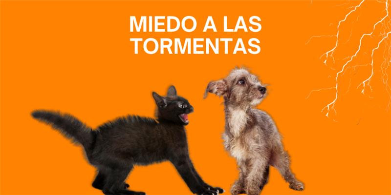 miedo a las tormentas post blog veterinaria Los Alpes