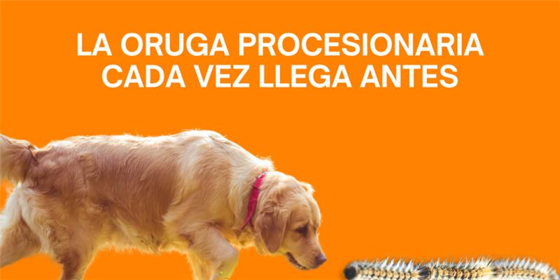 la oruga procesionaria post blog veterinaria Los Alpes