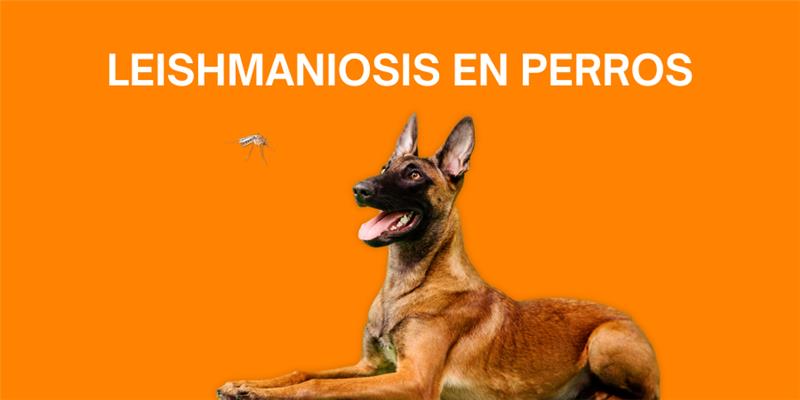 la leishmaniosis en perros post blog veterinaria Los Alpes