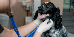 la leishmaniosis en perros imagen post veterinaria Los Alpes