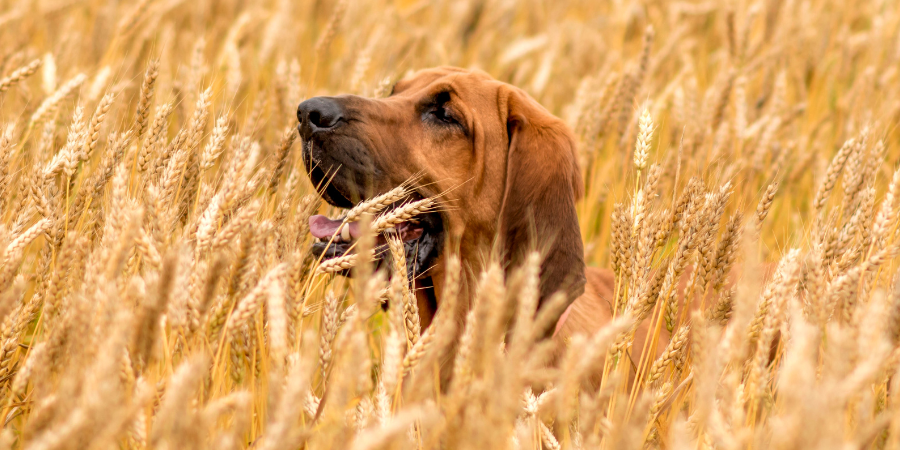 espigas en mascotas post blog veterinaria los alpes