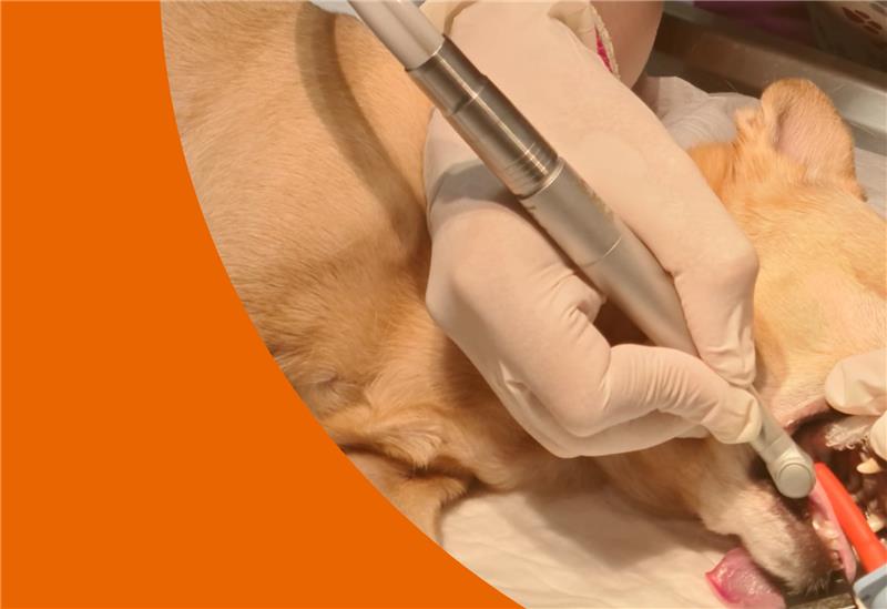 Centro Veterinario Los Alpes ODONTOLOGÍA
