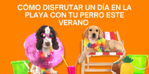 disfruta de tu perro en la playa post veterinaria los alpes
