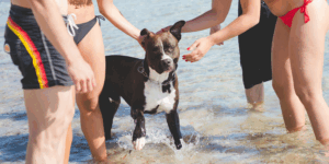 disfruta de tu perro en la playa imagen post veterinaria Los Alpes