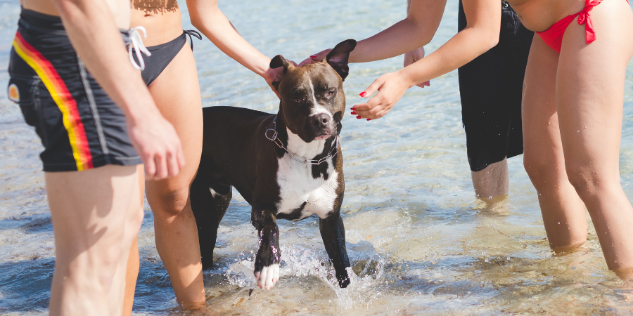disfruta de tu perro en la playa imagen post veterinaria Los Alpes disfruta de tu perro en la playa imagen post veterinaria Los Alpes