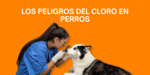 los peligros del cloro post veterinaria los alpes