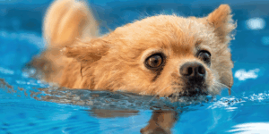 los peligros del cloro imagen post veterinaria Los Alpes